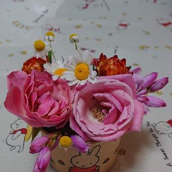 ヘリクリサム！の画像 by マイフラワーさん | キッチンとハーブ  カモミール  とノースポール。と イキシアとヘリクリサム！と可愛いお花とバラ・ミニバラとピンクのたんぽぽ