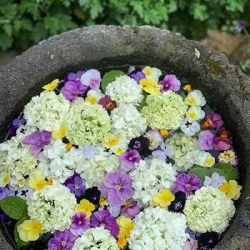 紫好きの画像 by しろいるかさん | 小さな庭と黄緑の花とありがとう♡と寄せ植えと庭の切り花と小さな花壇とおうち園芸と植えっぱなしと青好きと色の変化とレモンカラーと紫好きと黄色好きと白い花と小さな花と群集と植木鉢と花遊びとピンク好き