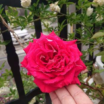 バラ ラブの画像 by 紫陽花子さん | 小さな庭とモッコウバラとバラ ラブと見切り品とバラのある暮らしとばら バラ 薔薇とバラのお世話