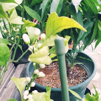 みかん♡の画像 by yamada hanakoさん | 小さな庭と桃の木❀と鉢植え果実と桃「ボナンザピーチ」とみかん♡と温州みかんの花