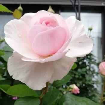 オリビアローズオースチンの画像 by yamada hanakoさん | 小さな庭とイングリッシュ・ローズとピンクのバラ♡とオリビアローズオースチン