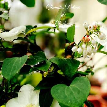 旧枝咲きの画像 by Ray-foさん | 小さな庭とブルーベリーとクレマチスと庭のある暮らしと旧枝咲きとガーデニングと花のある暮らしとお庭と白い花とお花好き