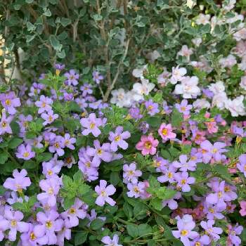  バコパの画像 by shiiさん | エントランスと癒される♡とありがとう♡とマイガーデンとピンクのお花と バコパと花のある暮らしとかわいいな♡と白いお花♡と紫のお花