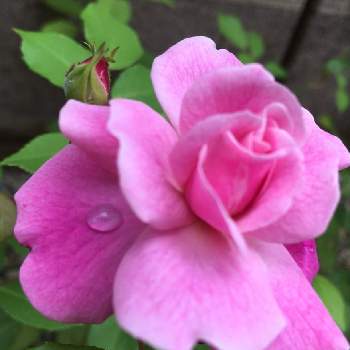 ビンクの花♡の画像 by あきさん | 小さな庭とミニバラと雨上がりとビンクの花♡としずくとピンクの花と今日の庭とピンクのバラ♡と春の庭と今日のお花と我が家の庭と水滴とガーデニングと今日の1枚と薔薇♪とバラ・ミニバラ