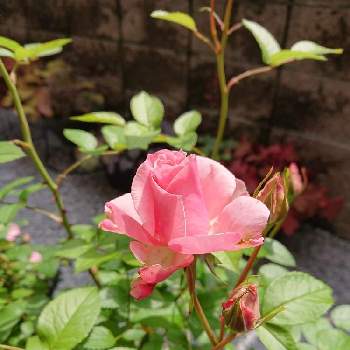 薔薇ラフィネの投稿画像一覧 Greensnap グリーンスナップ