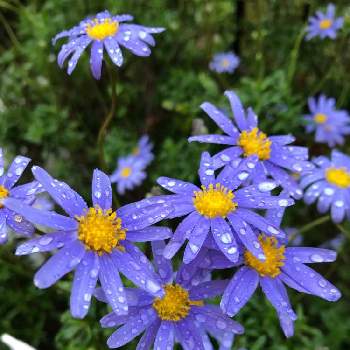 水曜日の画像 by deko＊さん | 小さな庭とブルーデイジーと青い花と水曜日とガーデニングとかわいいと雨の日と雨粒としずく