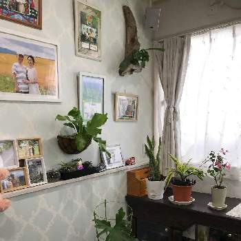 サンセベリアの画像 by とうもさん | 窓辺とセロームとビカクシダとサンセベリアとアスペルニウムと ビカクシダとアスプレニウム属とわたしの家の観葉植物
