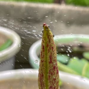 ハス,花ハス,鉢植,ハス科,害虫駆除の画像