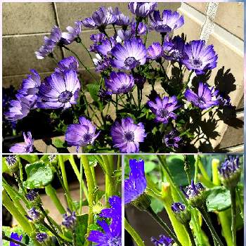 お気に入り♪の画像 by 仁美さん | 小さな庭とお気に入り♪と木立性セネシオ (貴凰)と青いお花♡と紫のお花♡