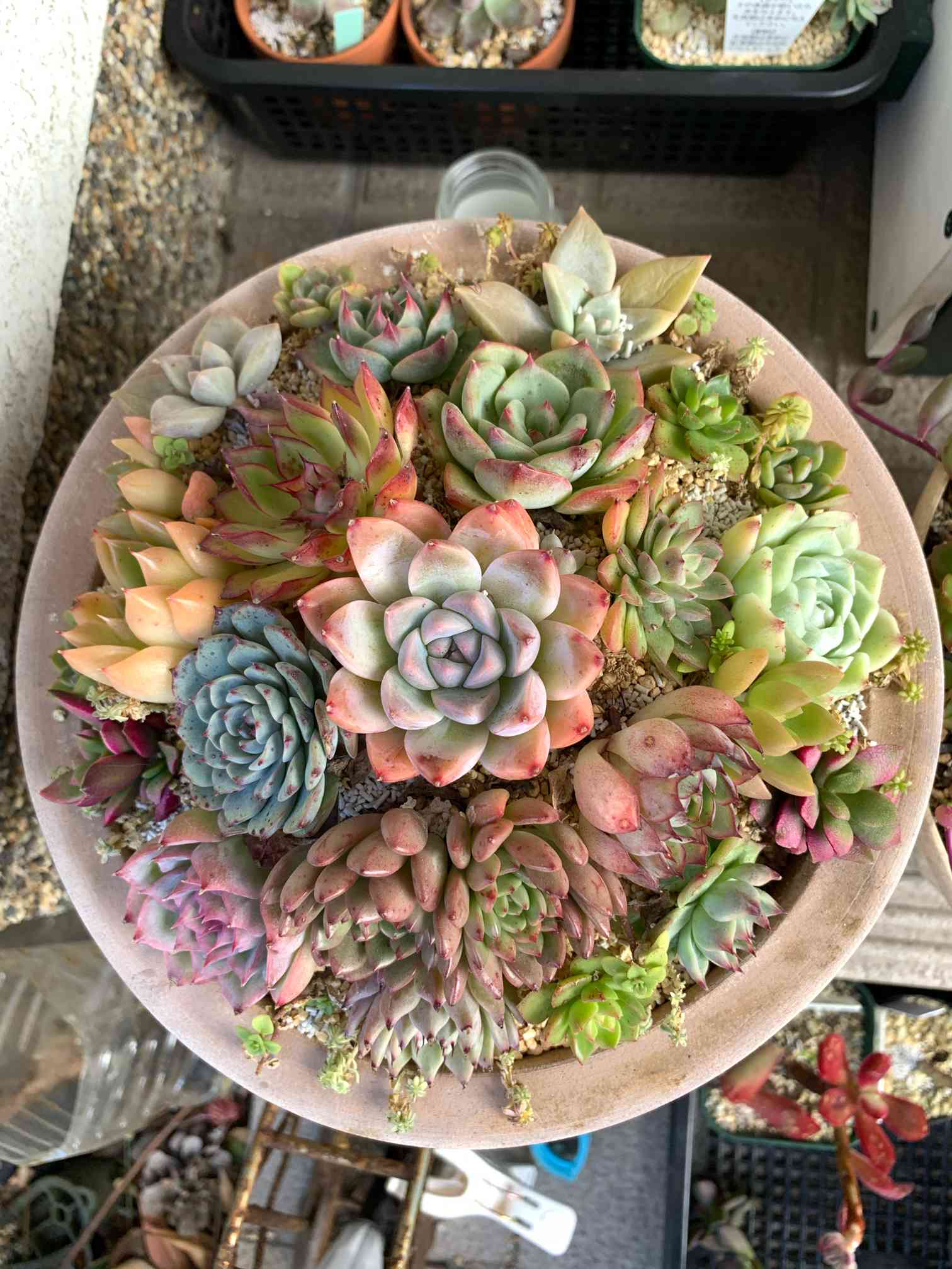 多肉植物 令和5年自宅実生2代目混合交配種子 産量多い 40円/粒 注文よろしく 多肉植物ミックス実生 成長記｜🍀GreenSnap（グリーンスナップ）