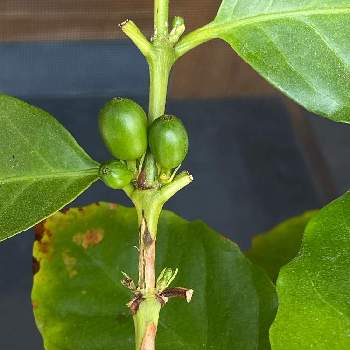 緑の実の投稿画像一覧 Greensnap グリーンスナップ