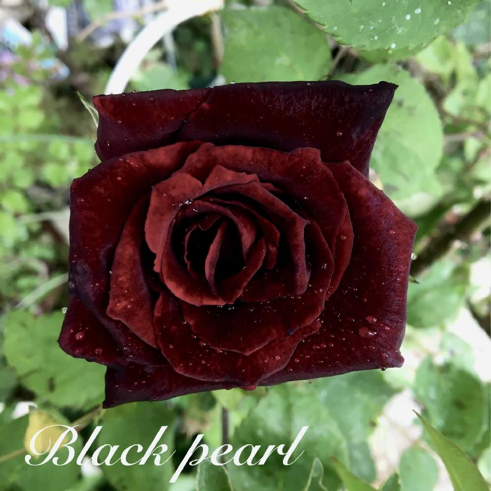 薔薇 黒真珠の投稿画像 By なおっちさん エクステリアと咲いた と黒バラと花のある暮らしとばら バラ 薔薇と咲いた と黒バラと花のある暮らしとばら バラ 薔薇 22月4月27日 Greensnap グリーンスナップ Greensnap グリーンスナップ