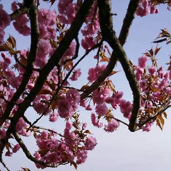 植物と鉄道写真の画像 by かすみそうさん | 八重桜とリフレッシュ♡といやし♪と植物と鉄道写真と❤️桜リレー♬と桜(さくら)リレー