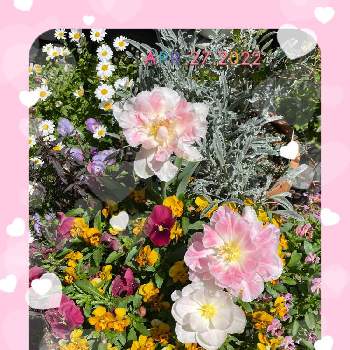 GSミニモニ。Ｎｏ.61の画像 by ベガママさん | 小さな庭と八重咲きチューリップと庭の花とかわいい♡と彩(いろどり)とおうち園芸と花のある暮らしとGSミニモニ。Ｎｏ.61と記録用
