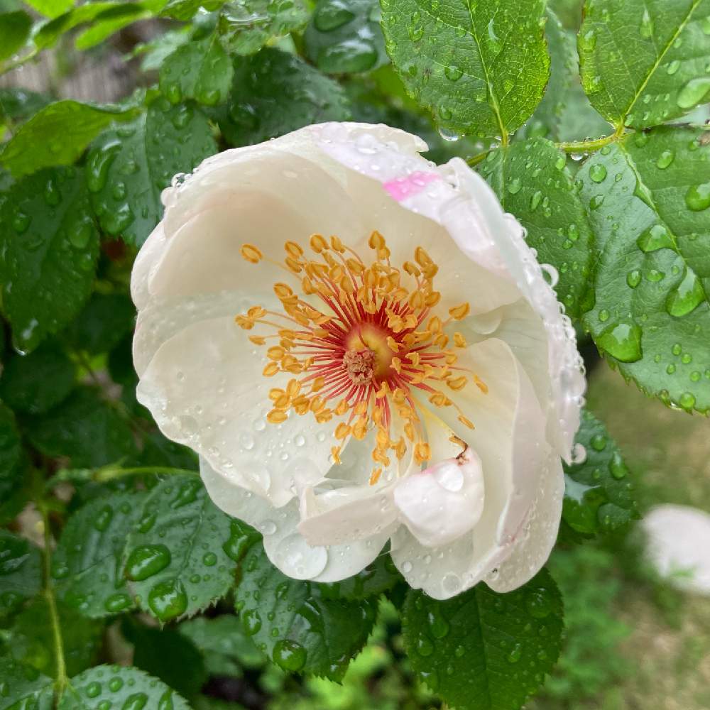 バラ ジャクリーヌデュプレの投稿画像 By Meihoさん バラ 鉢植えとバラ ミニバラとバラ ジャクリーヌ デュプレとバラと小さな庭とバラ 鉢植えと バラ ミニバラとバラ ジャクリーヌ デュプレ 22月4月27日 Greensnap グリーンスナップ Greensnap グリーン バラ ジャクリーヌデュプレの投稿画像 By Meihoさん バラ 鉢植えとバラ ミニバラとバラ ジャクリーヌ デュプレとバラと小さな庭とバラ 鉢植えと バラ ミニバラとバラ ジャクリーヌ デュプレ 22月4月27日 Greensnap グリーンスナップ Greensnap グリーン