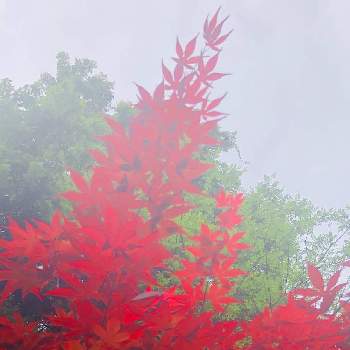  紅葉の画像 by ちぃちぃさん | 小さな庭とノムラ紅葉と庭の植物と 紅葉とおうち園芸と和的植物