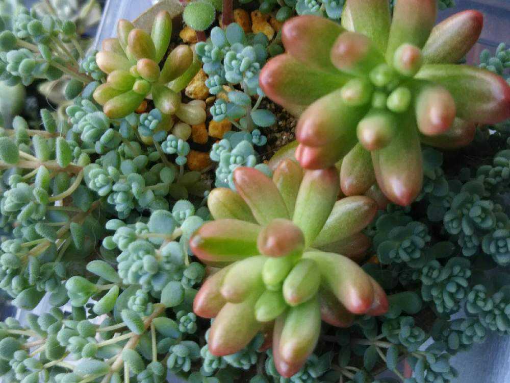 オーロラ 其の二｜🍀GreenSnap（グリーンスナップ）