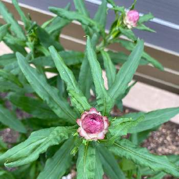 ヘリクリサムの投稿画像一覧 Greensnap グリーンスナップ