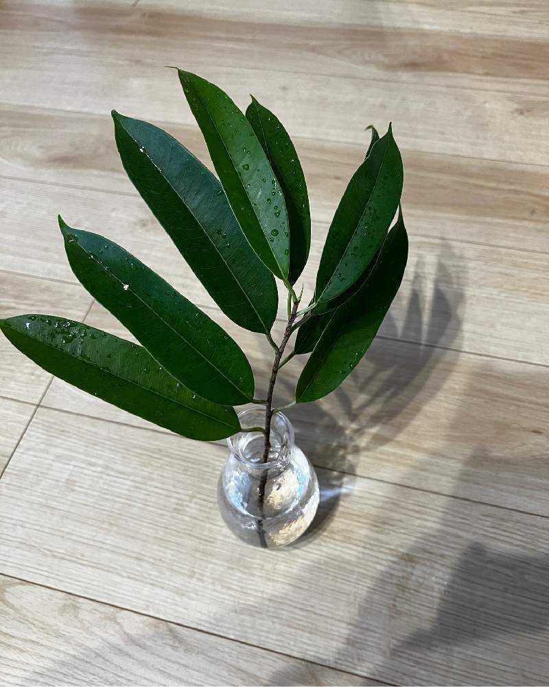 フィカス　2種類 調子の悪かったフィカス2品種を短く切って、さらに鉢下げして様子を見