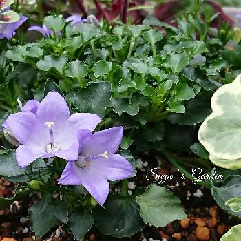 パープル　紫の画像 by ❀すず❀さん | 小さな庭とカンパニュラ　メリーベルと#カンパニュラメリーベルと#PW育てたとカンパニュラ 育て方と寄せ植えとガーデニング大好きと4月と#PWアンバサダーとパープル　紫とお花のある暮らしと#ガーデニングと#お庭と暮らすと鉢植えとハクサンと#PW