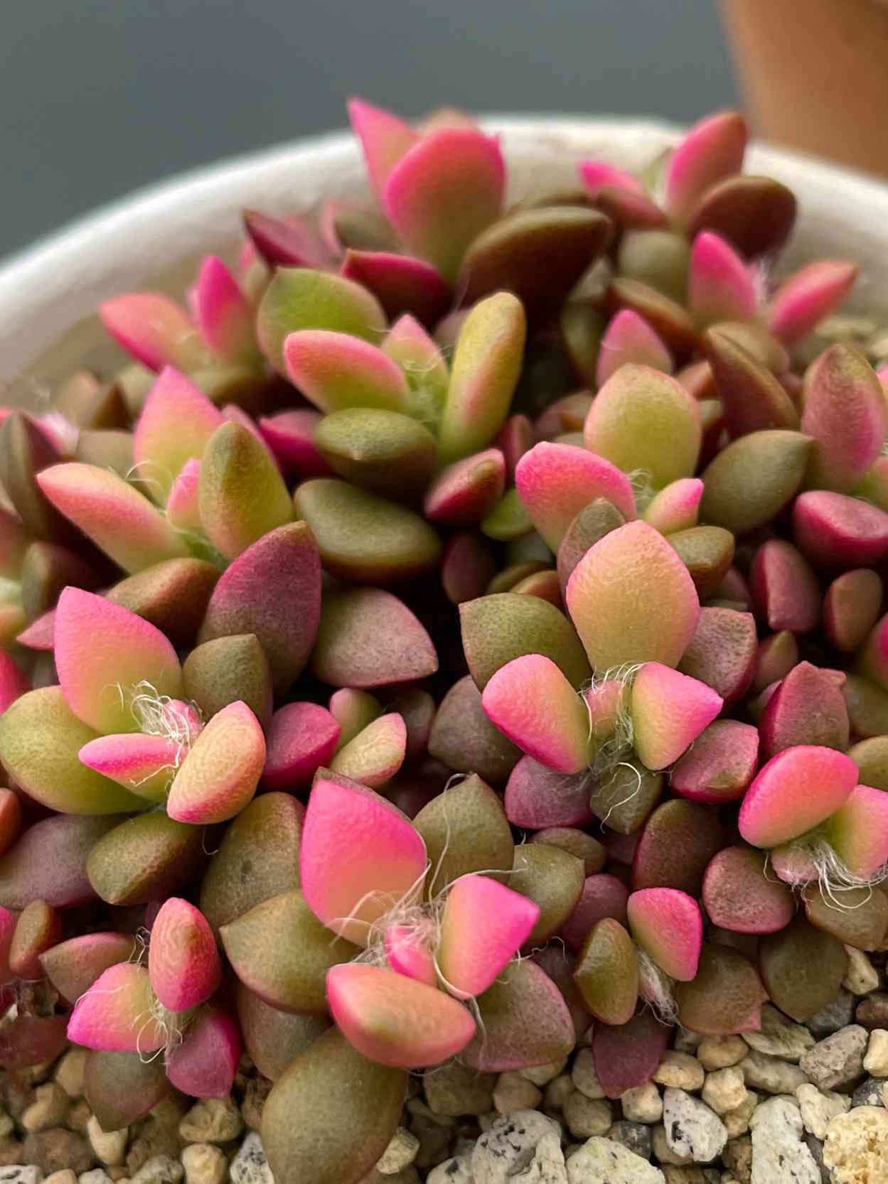 桜吹雪(^^)多肉植物　正規品♡桜吹雪入荷しました！！ 楽天市場】多肉植物 『 桜吹雪 』 9cmポット苗 観葉植物 : 花と