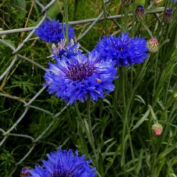 公園の花の画像 by モコさん | お出かけ先と春のお花と青い花と夏の花とお花が好き♡と雑草と青い花マニアと公園の花と自生