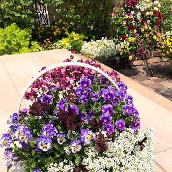 ネメシア・アロマンス　ライチグレープの画像 by サニーさん | 小さな庭とビオラ ミルフルとネメシア・アロマンス　ライチグレープと四つ葉のクローバーとアリッサムとワイヤープランツスポットライトとキュンキュン乙女倶楽部とお花大好き♡とピンクの花と寄せ植えと紫色の花とサントリー フラワーズとお花のある暮らしと今日のお花と四つ葉のクローバー♪と球根とイングリッシュガーデンとフリフリとガーデニングとお花と白い花とPWプルーブンウィナーズと花と生きるサントリーとPW育てた