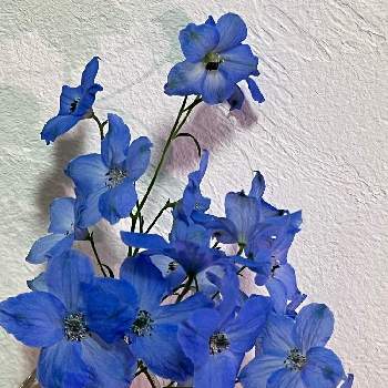 切花を楽しむの画像 by BOCHIMONAさん | インテリアとデルフィニウム　チアブルーと永い付き合いになりそうですと庭からの恵みと今日のゆこ花と一目惚れと青い花と持続可能な庭造りと切花を楽しむと忘備録と庭からちょこっとと花のある暮らしとドライフラワーにしたいとお迎え記念とゆこ的推し苗