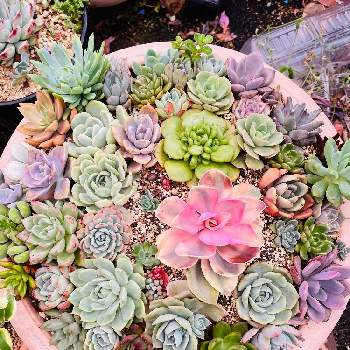 お茶会の投稿画像一覧 Greensnap グリーンスナップ