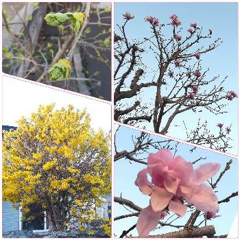 シデコブシの画像 by モニさん | お出かけ先とライラックとシデコブシと連翹（れんぎょう）と自然大好きと春の訪れとはなのある暮らしとお花と北海道