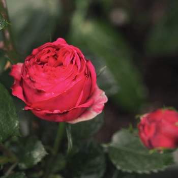 ピェール・ドゥ・ロンサールの画像 by まめるりこさん | 小さな庭とピェール・ドゥ・ロンサールとルージュピエールドゥロンサールとロザリアンと薔薇のある暮らし♡とばら バラ 薔薇と毎日ローズショー