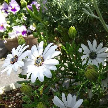 オステオスペルマム♪の画像 by ももちゃんさん | 小さな庭と白い花と我が家とオステオスペルマム♪