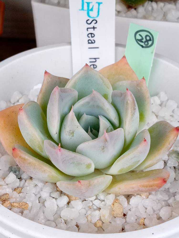 多肉 Steal Heart 多肉 植物 ハート