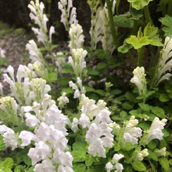 タツナミソウ 白の投稿画像一覧 Greensnap グリーンスナップ