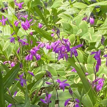 春の植物の画像 by ゆうちゃんさん | 小さな庭とシラン（紫蘭）と花のある暮らしと春の植物とおうち園芸
