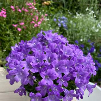 お花のパワーの画像 by Chiharuさん | 小さな庭とカンパニュラ・ベルフラワーとカンパニュラと癒やしとおうち時間と紫色の花とマイガーデンとお花のパワーと私の庭とガーデニングと花のある暮らしと庭時間
