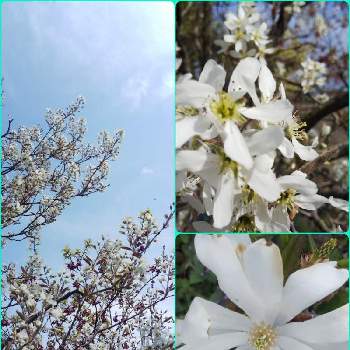 シデコブシの画像 by きょうさん | ザイフリボクとシデコブシとたのしみ♡とGSに感謝。ときれいだな♡と花のある暮らしと実家の花と東北人花の会と白い花♡