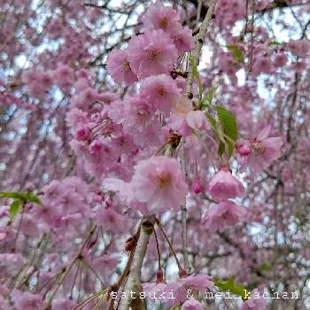 しだれ桜の画像 by satsuki＆mei_kachan(noriko)さん | しだれ桜と中継しだれ桜と桜フォトコン2022と桜(さくら)リレーと新潟県とチーム新潟とさくら