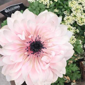 くすみカラーの画像 by カエキチューリップさん | 小さな庭とアネモネ　八重とピンクの花とナチュラルガーデンとアネモネ寄せ植えとくすみカラーと花のある暮らし