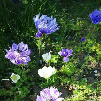 パープル　紫の画像 by チコさん | お出かけ先と八重咲き　アネモネとおさんぽ♡とパープルとパープル　紫とチーム・ブルーNo.127と青い花マニア