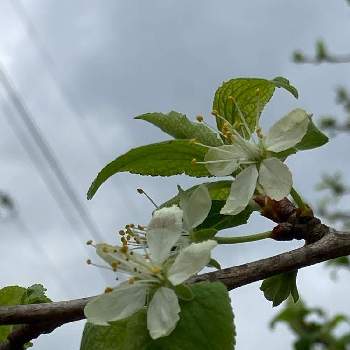 プルーンの花の投稿画像一覧 Greensnap グリーンスナップ