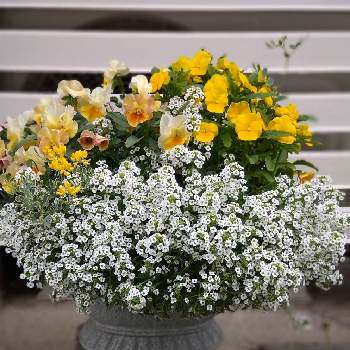 コロニラ バレンティナ バリエガーターの画像 by トレニアさん | 小さな庭とコロニラ バレンティナ バリエガーターとビオラとアリッサムとパンジーと寄せ植えとおうち園芸と花に癒されと黄色の花と花いろいろと花のある暮らしと白い花とかわいいな♡