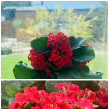 今日の鉢植えの画像 by 空色さん | 部屋と今日の鉢植えといつもありがとう♡と☆カランコエと赤い花と小さい花とお花のある生活と北海道と優しい気持ち