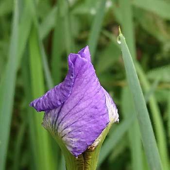 紫色のお花♡の画像 by マイフラワーさん | 広い庭と本日のお花⑅◡̈*と亡き母から譲り受けたものとアヤメ科♡と紫色のお花♡
