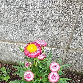 ヘリクリサムの投稿画像一覧 Greensnap グリーンスナップ