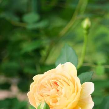 今日のバラの画像 by ボヤージュさん | 小さな庭とグラハム トーマスと毎日ローズショーとバラ大好きとバラのある暮らしと今日のバラと今朝のバラとイングリッシュ・ローズとバラが好きとばら 薔薇 バラ
