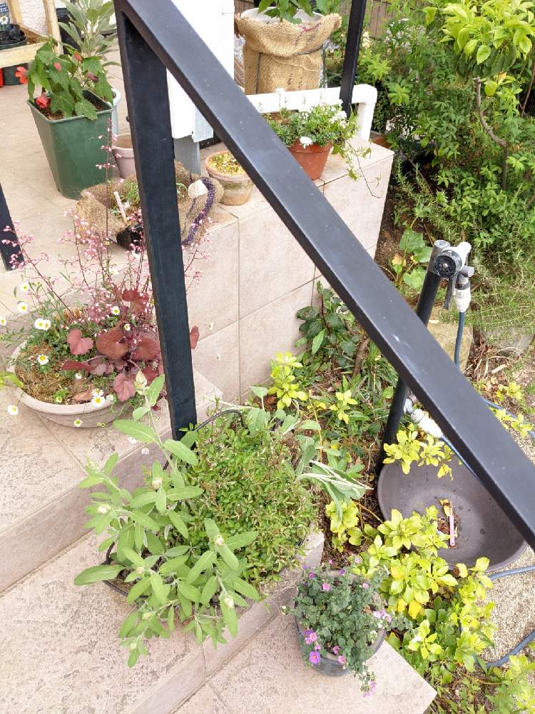 コモンセージの投稿画像 By 光さん フッキソウとアブチロンとホワイトセージとヒューケラとエリゲロンとステラとミニバラ ほほえみと小さな庭とハーブガーデンと自然療法とバラ初心者と茨城県と丁寧な暮らしと家庭菜園と山野草とサスティナブルと春の庭とつくばみらい市