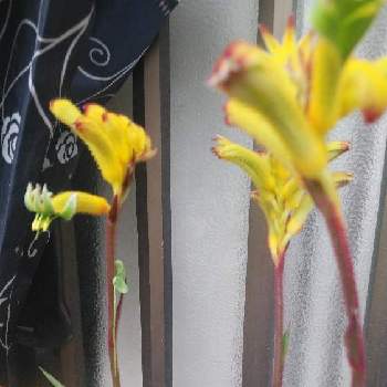 春-はる-の画像 by 咲楽天さん | 玄関と園芸と春-はる-と見切り品と枝咲きとカンガルーポー*とスプレーとお家園芸と黄色と鉢植えと色彩