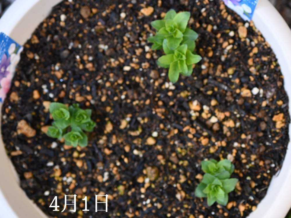 桔梗を球根から咲かせよう💜🤍💗｜🍀GreenSnap（グリーンスナップ）