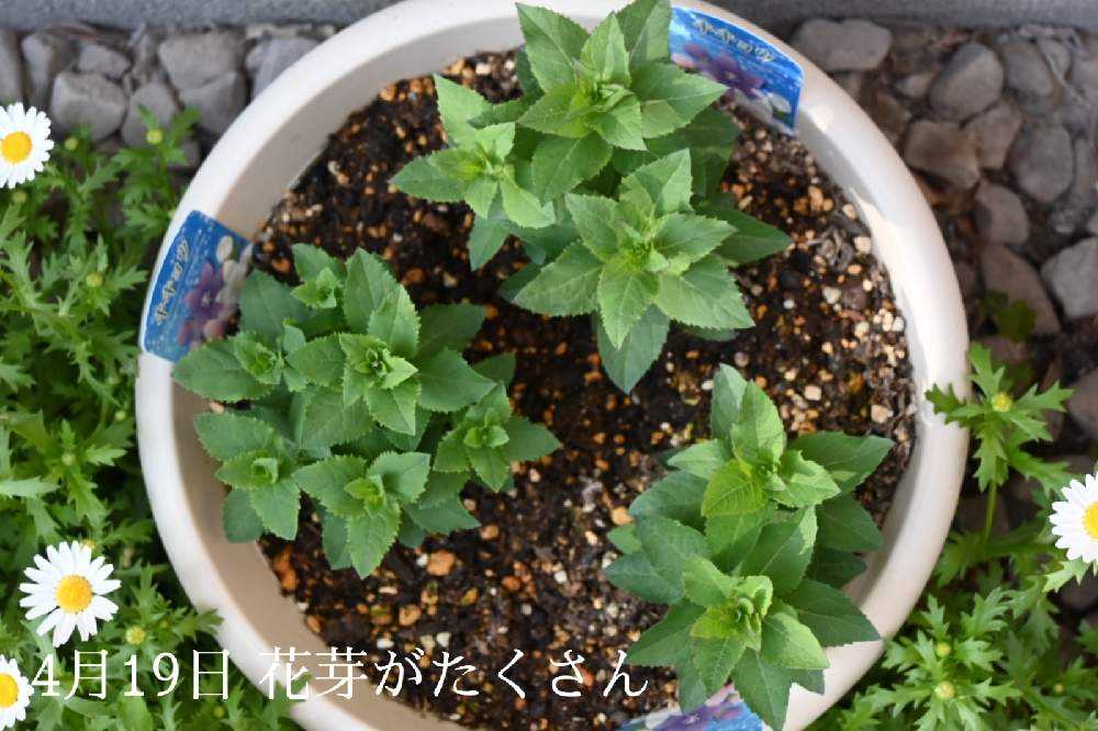 桔梗を球根から咲かせよう💜🤍💗｜🍀GreenSnap（グリーンスナップ）